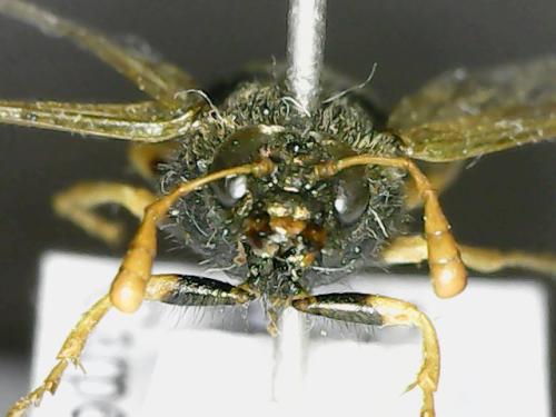 Abia nitens